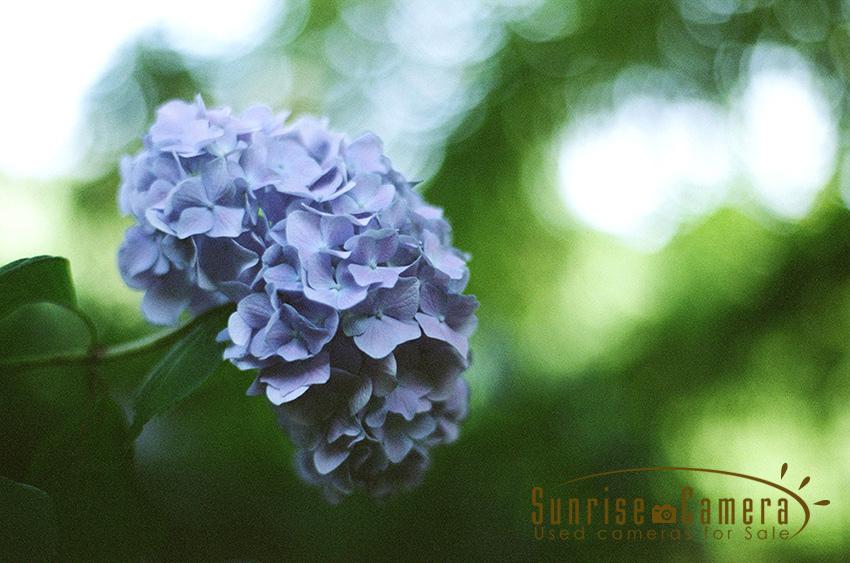 CONTAX(コンタックス) Planar T* 50mm F1.4 MMJの作例