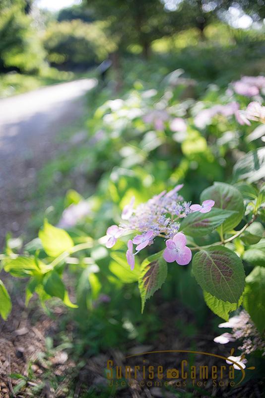 SONY α7 + Distagon 25mm F2.8の作例