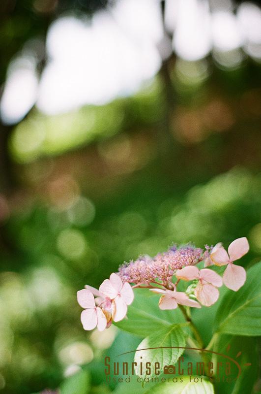 PENTAX SP / Super takumar(スーパータクマー) 55mm f1.8の作例