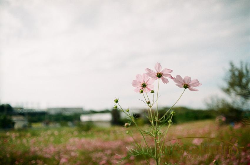 ZUIKO AUTO-W 35mm F2作例