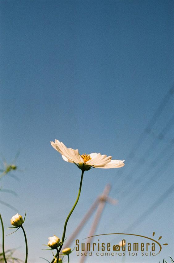 OLYMPUS OM-1 / G.ZUIKO AUTO-S 50mm F1.4の作例