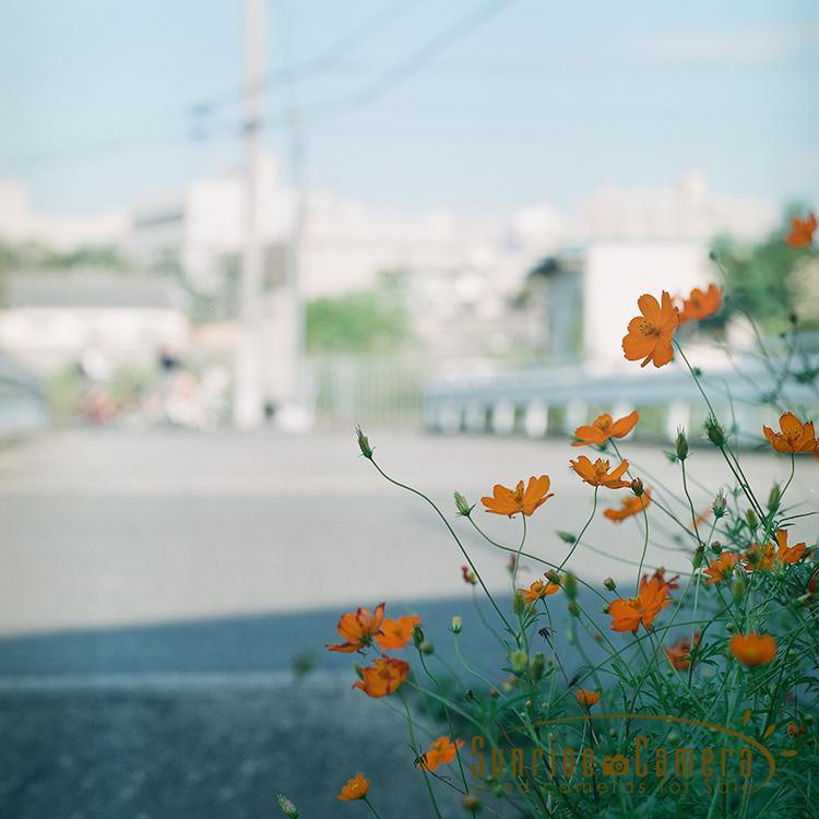 Hasselblad 500C/M / Makro-Planar T* 120mm F4の作例