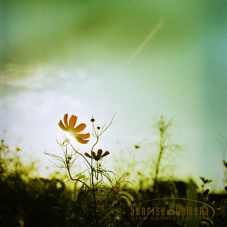 Hasselblad 500C/M / Makro-Planar T* 120mm F4の作例