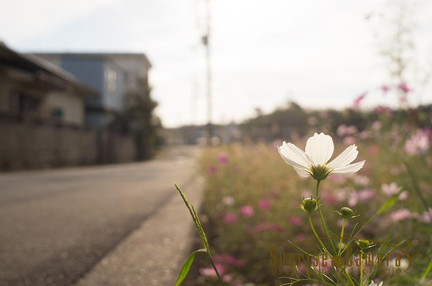 ZUIKO AUTO-W 35mm F2の作例