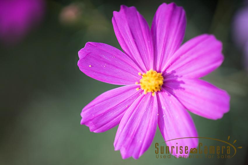 OLYMPUS ZUIKO AUTO-MACRO 90mm F2の作例