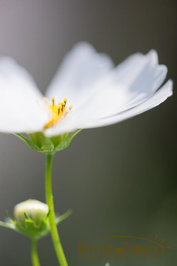 OLYMPUS ZUIKO AUTO-MACRO 90mm F2の作例