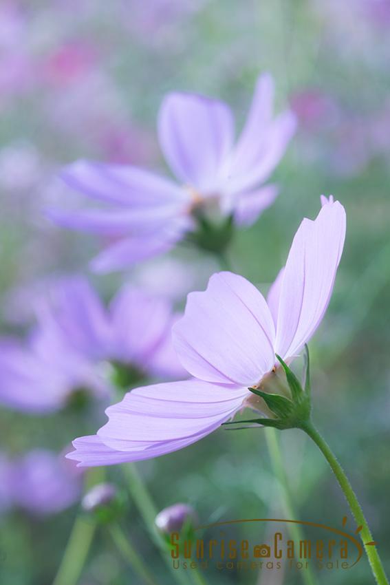 OLYMPUS ZUIKO AUTO-MACRO 90mm F2の作例