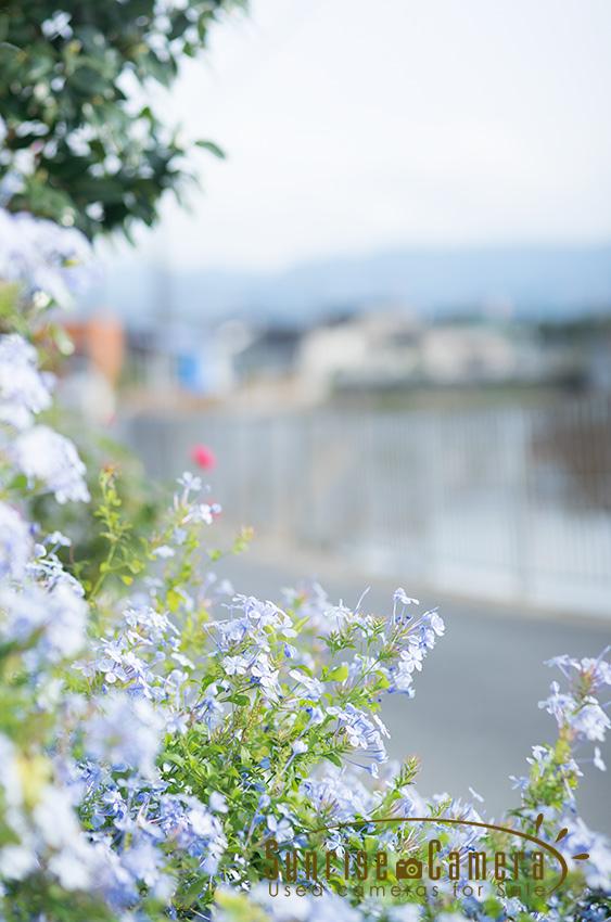 OLYMPUS ZUIKO AUTO-MACRO 90mm F2の作例