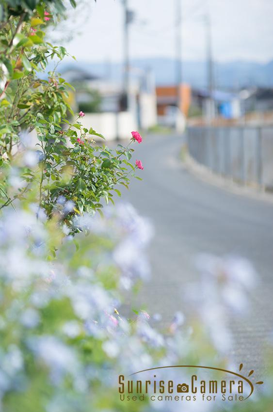 OLYMPUS ZUIKO AUTO-MACRO 90mm F2の作例