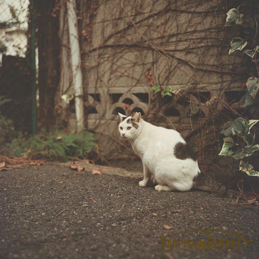 Rolleiflex ローライフレックス3.5Fの作例