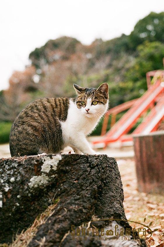 オールドレンズ撮り比べ10] CONTAX G1の遊び方を学んでフィルム写真の楽しさを倍増させよう