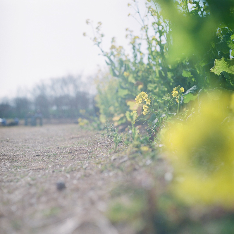 Rolleicord(ローライコード) Vb type 2の作例