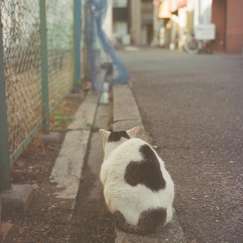 Rolleicord(ローライコード) Vb type 2の作例