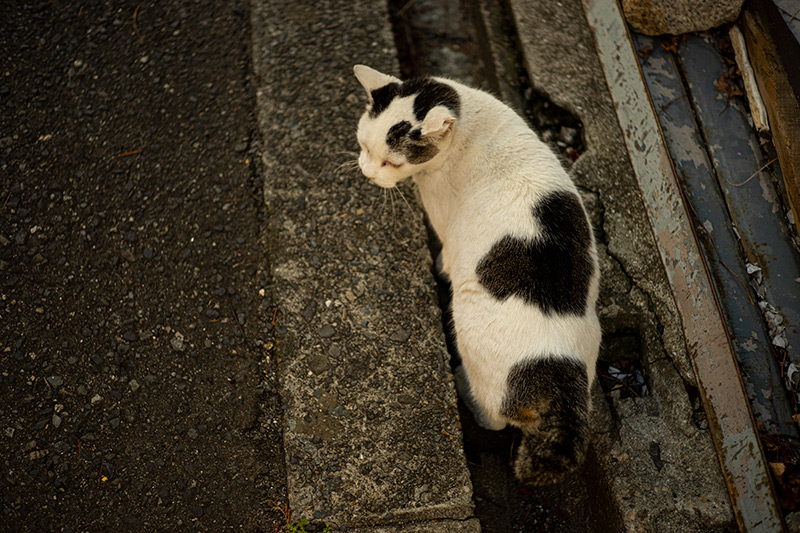 Leica(ライカ) ELMAR-M 50mm F2.8の作例