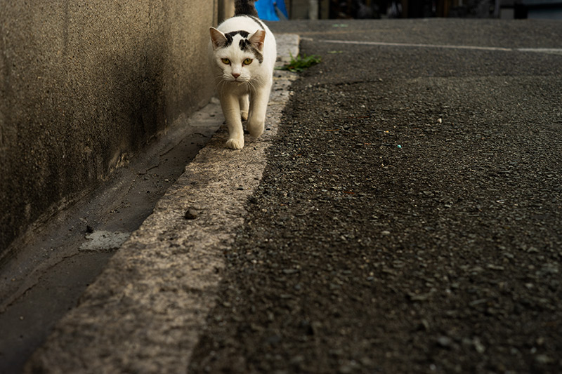 Leica(ライカ) ELMAR-M 50mm F2.8の作例