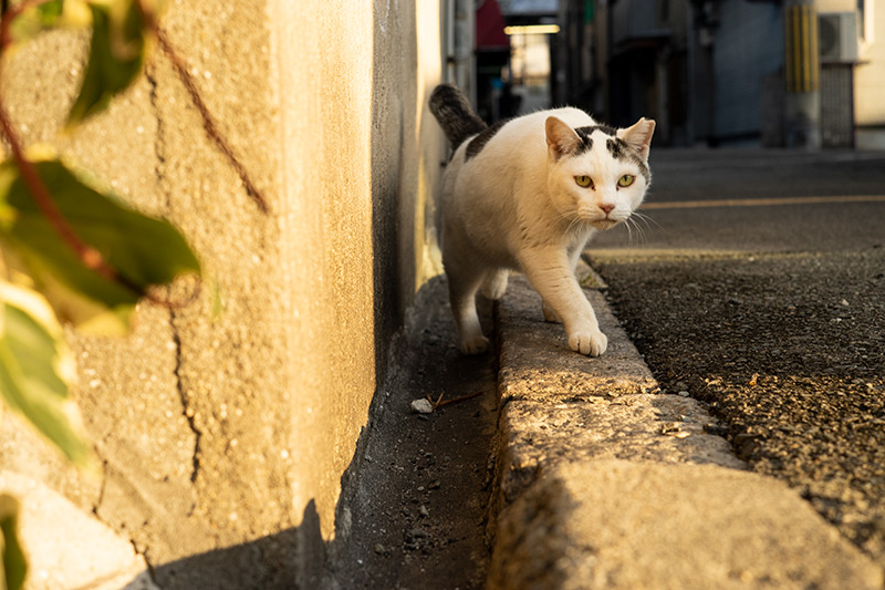 Leica(ライカ) ELMAR-M 50mm F2.8の作例