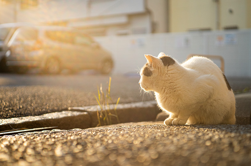 Leica(ライカ) ELMAR-M 50mm F2.8の作例