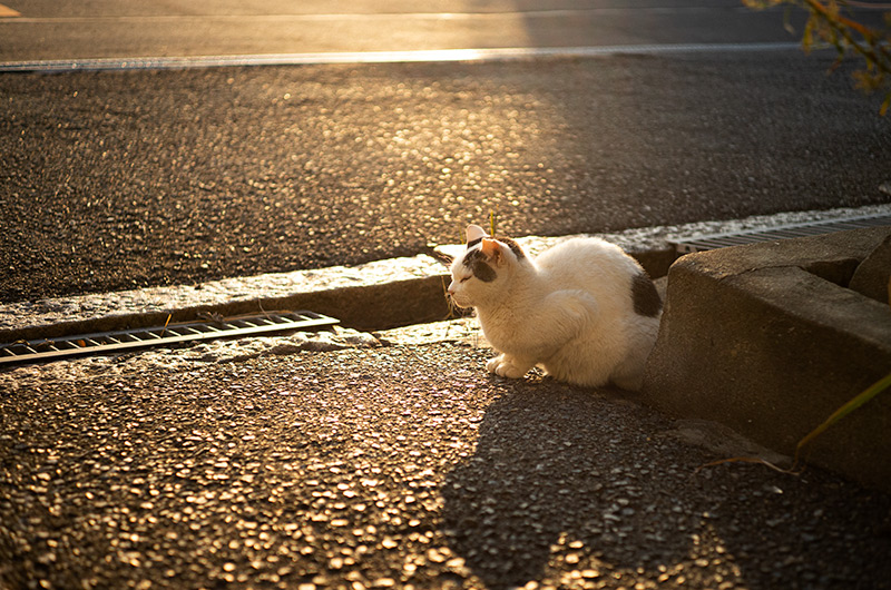 ELMAR-M 50mm F2.8作例