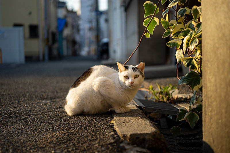 Leica(ライカ) ELMAR-M 50mm F2.8の作例