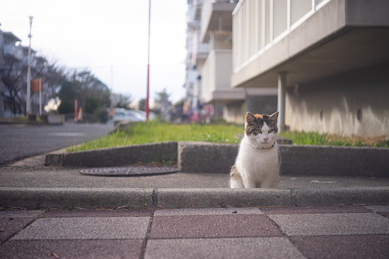 Industar-22 50mm F3.5（インダスター22）の作例