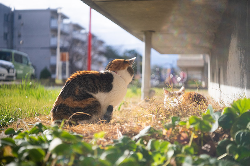 Industar-22 50mm F3.5（インダスター22）の作例