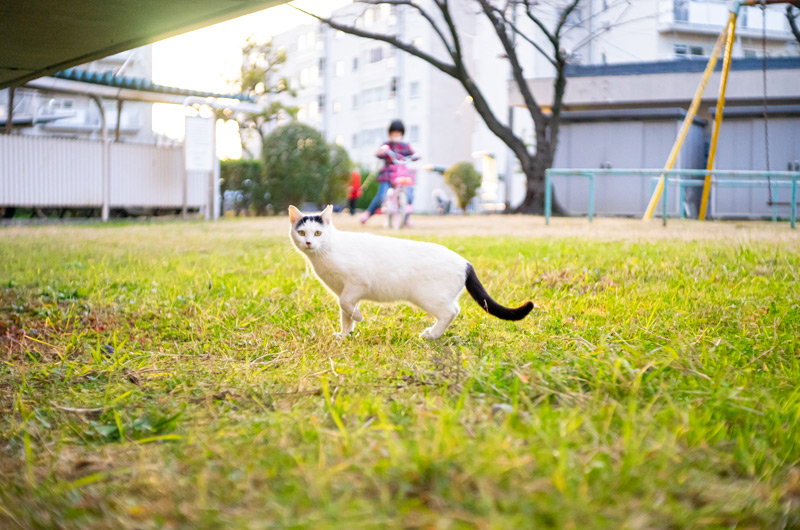 Carl Zeiss Jena (カール・ツァイス・イエナ) Tessar 50mm F2.8の作例