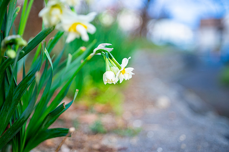 Carl Zeiss Jena (カール・ツァイス・イエナ) Tessar 50mm F2.8の作例