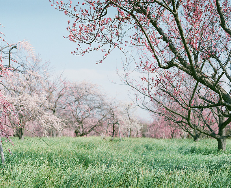 PENTAX 67（ペンタックス67）の作例