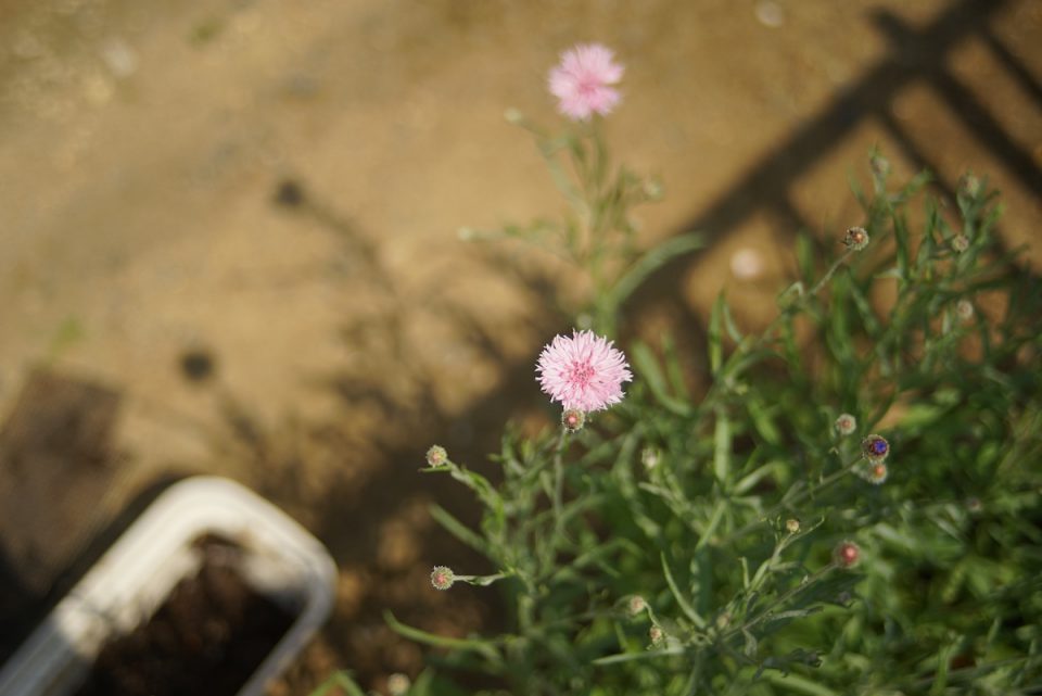 CONTAX(コンタックス) Vario-Sonnar T* 35-70mm F3.4 MMJの作例