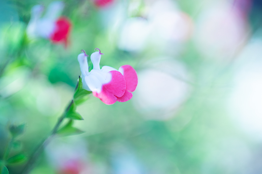 TAMRON（タムロン）SP 90mm F2.5 MACRO 52BBの作例