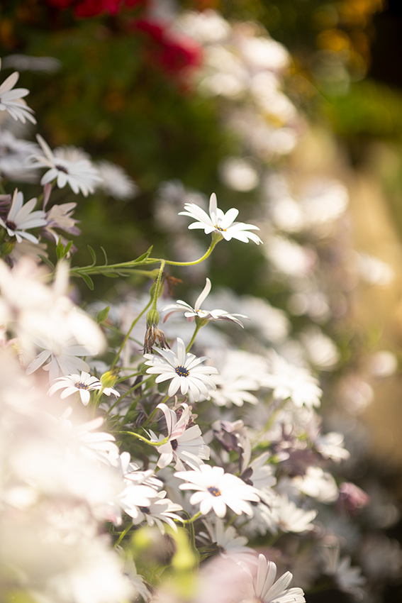 TAMRON（タムロン）SP 90mm F2.5 MACRO 52BBの作例