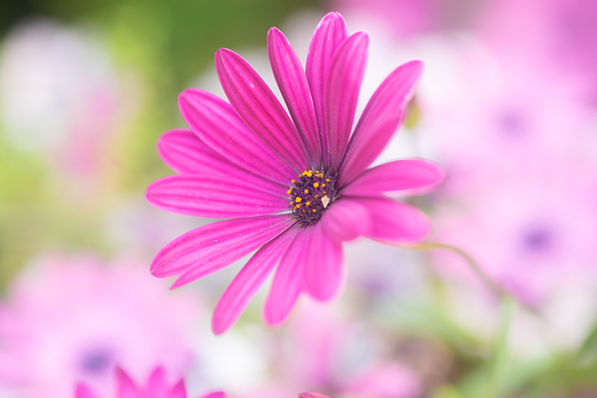 TAMRON（タムロン）SP 90mm F2.5 MACRO 52BBの作例