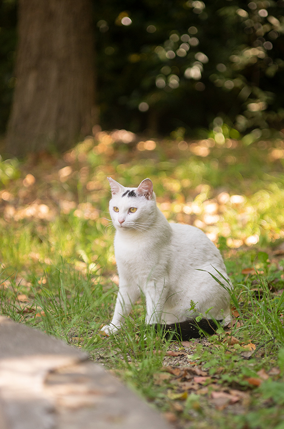 TAMRON（タムロン）SP 90mm F2.5 MACRO 52BBの作例