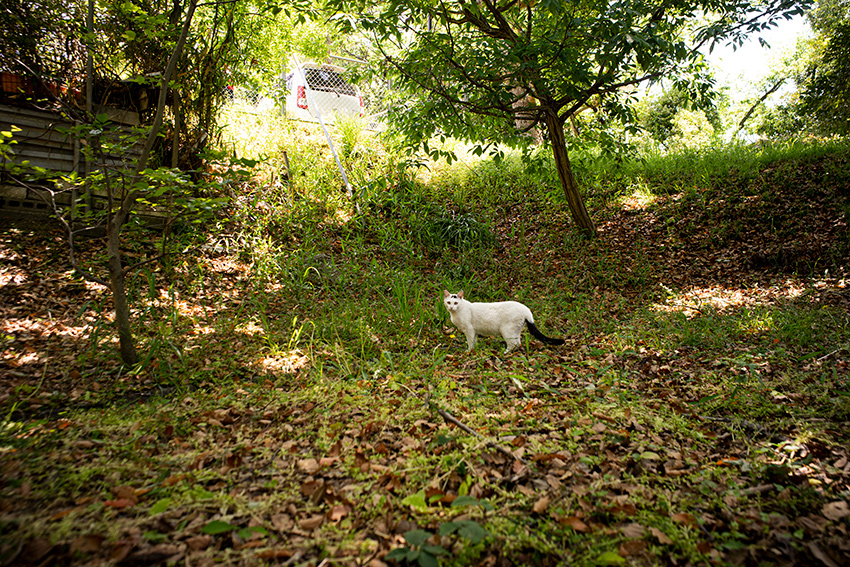 Leica(ライカ) SUMMICRON-M 28mm F2.0 ASPHの作例