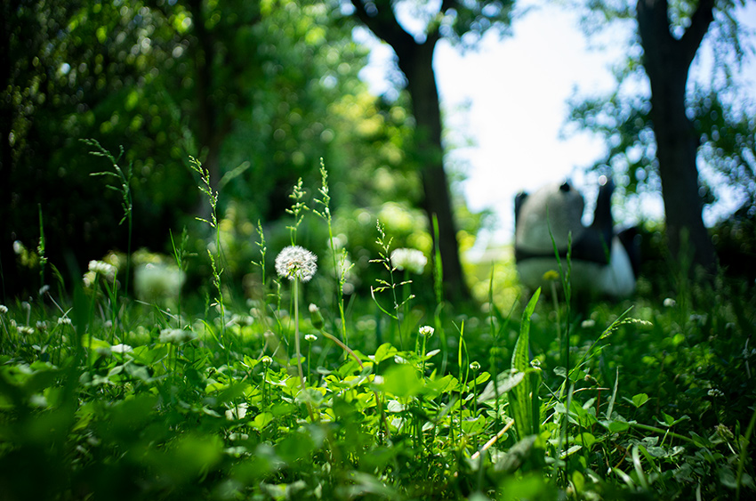 Leica(ライカ) SUMMICRON-M 28mm F2.0 ASPHの作例