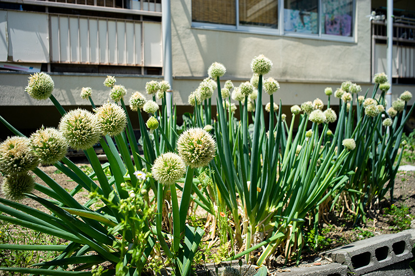 Leica(ライカ) SUMMICRON-M 28mm F2.0 ASPHの作例