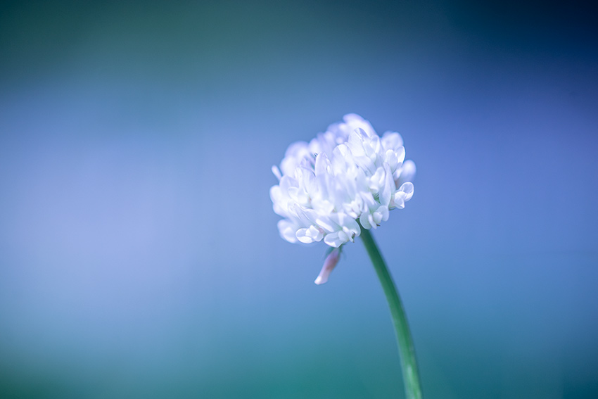 Tamron SP 90mm F2.5（52B）作例