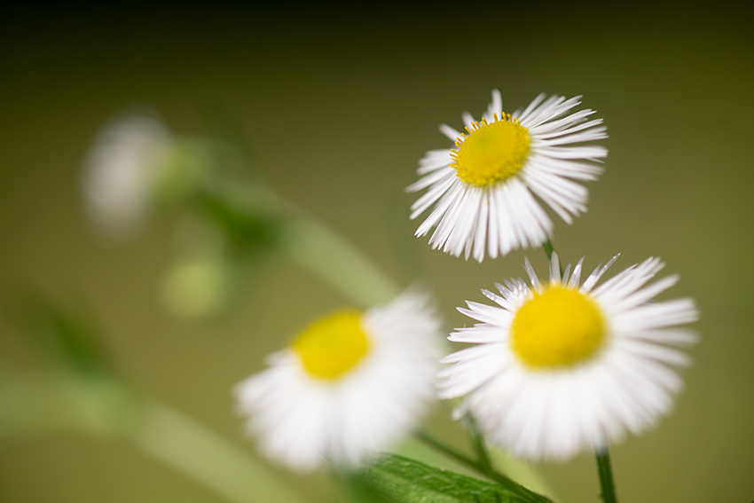 TAMRON（タムロン）SP 90mm F2.5 MACRO 52BBの作例