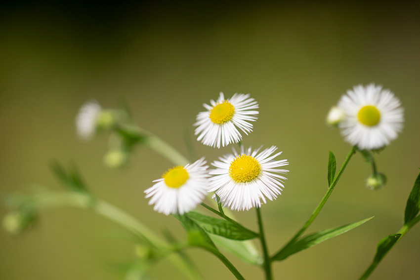 TAMRON（タムロン）SP 90mm F2.5 MACRO 52BBの作例