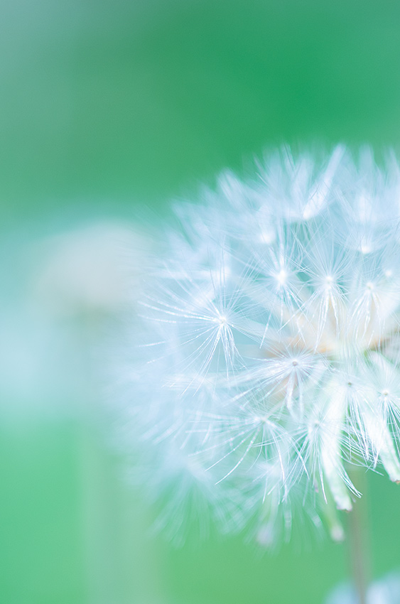 TAMRON（タムロン）SP 90mm F2.5 MACRO 52BBの作例