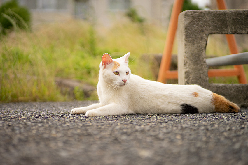 Voigtlander(フォクトレンダー) COLOR-HELIAR 75mm F2.5 MCの作例