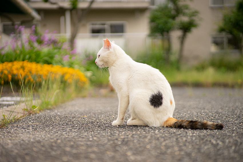 Voigtlander(フォクトレンダー) COLOR-HELIAR 75mm F2.5 MCの作例