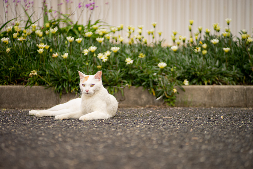 Voigtlander(フォクトレンダー) COLOR-HELIAR 75mm F2.5 MCの作例