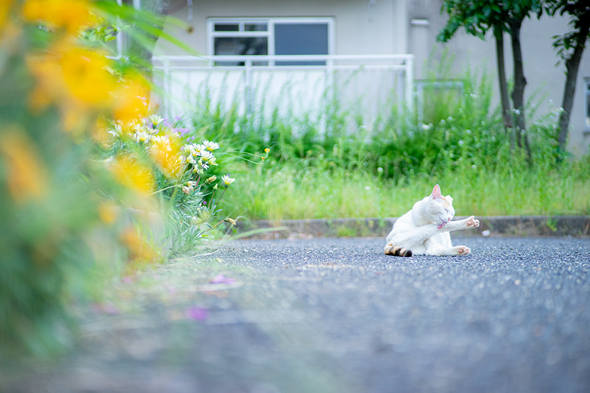 Voigtlander(フォクトレンダー) COLOR-HELIAR 75mm F2.5 MCの作例