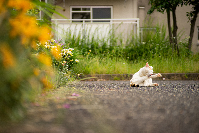 Voigtlander(フォクトレンダー) COLOR-HELIAR 75mm F2.5 MCの作例