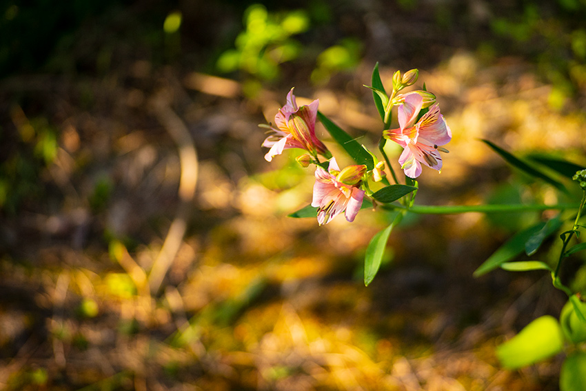 Voigtlander(フォクトレンダー) COLOR-HELIAR 75mm F2.5 MCの作例