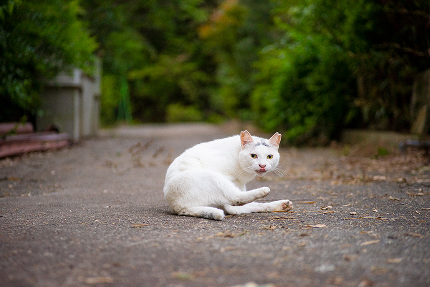 Voigtlander(フォクトレンダー) COLOR-HELIAR 75mm F2.5 MCの作例