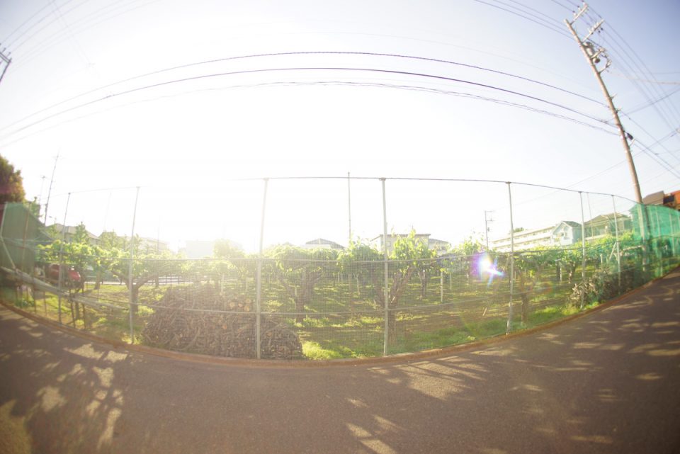 Canon(キヤノン) New FISH-EYE FD 15mm F2.8　魚眼の作例