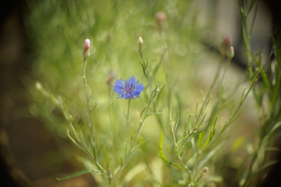 OLYMPUS(オリンパス) H.ZUIKO Auto-S 42mm F1.2の作例