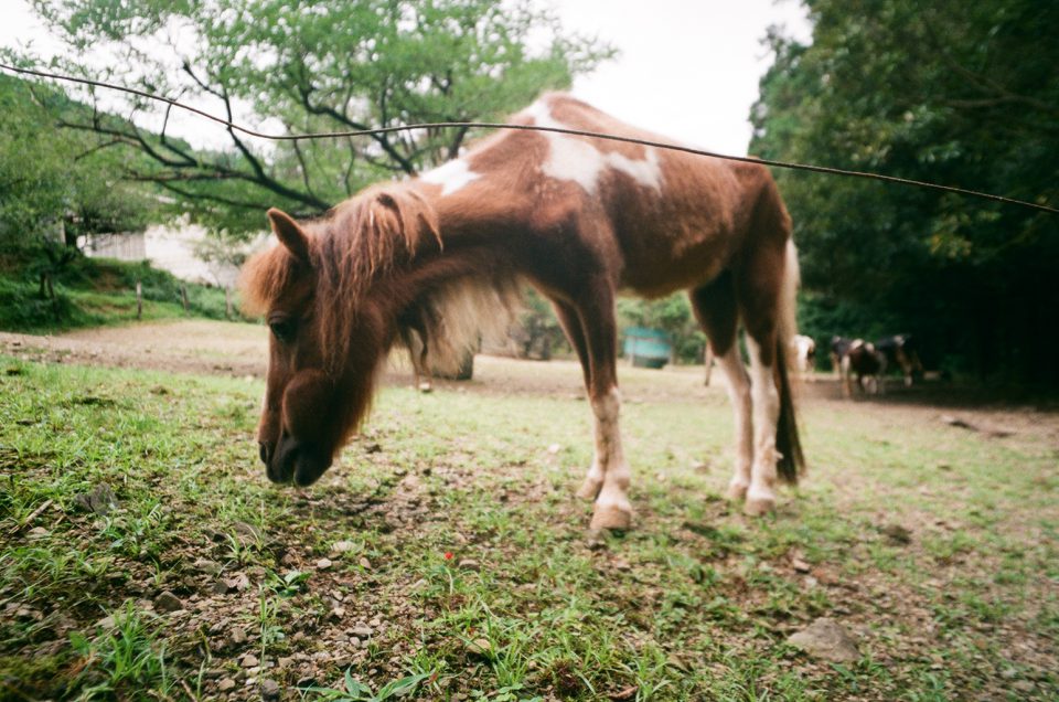 （Canon P／FUJICOLOR200）